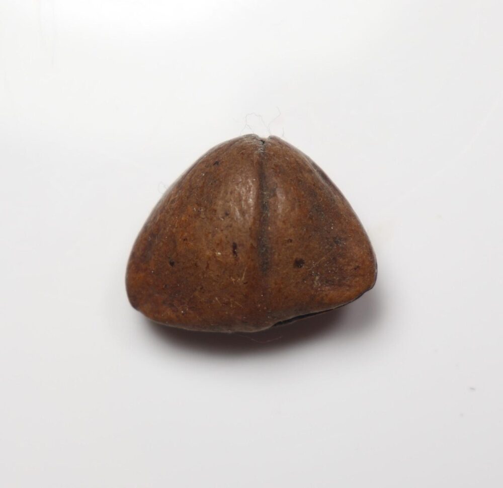 Chapéu de Napoleão